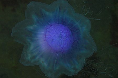 Small vivid blue Lions Mane Jellyfish UP CLOSE. Off of St... by Mike Clark 