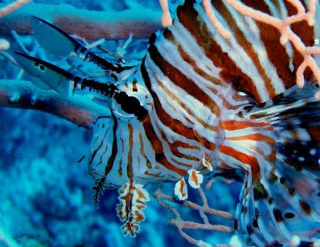 Lionfish, spiky king of the reef digesting his preys. Jac... by Erich Reboucas 