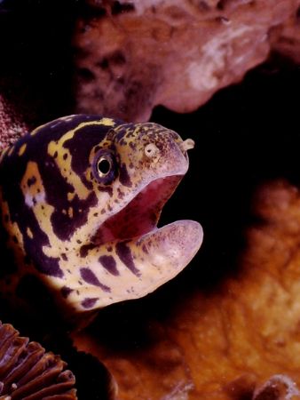 This image of a Chain Moray Eel was taken in Cozumel last... by Steven Anderson 