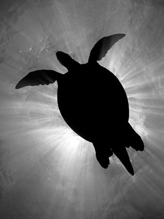 Green turtle silhouette off Sipadan, Malaysia. Olympus C-... by Giles Winstanley 
