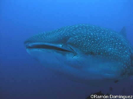 Scarface. This whale shark has a big scar above the mouth... by Ramón Domínguez 