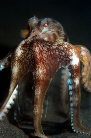 Octopus atop a beer mug, photo taken at Manado Bay, Indon... by Steve Kuo 