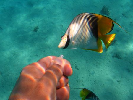 Self Shot this butterfly fish coming in to investigate po... by Farhad Edibam 