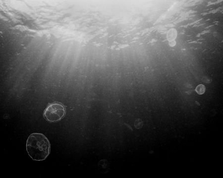 Jelly fish in the sun rays. Natural light. Antigua. Nikon... by Matthew Shanley 