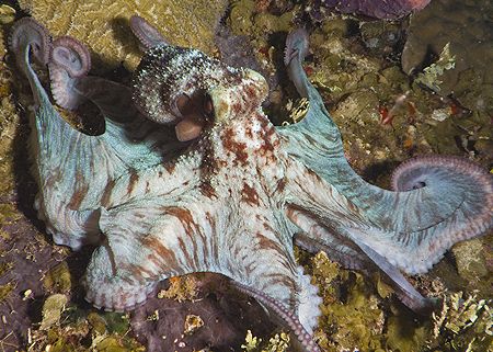 Octopus on the Prince Albert, night dive. Roatan. Fuji F810. by Jennifer Temple 