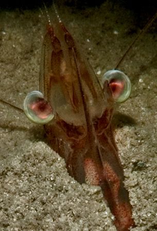 Head shot of 2 inch long shrimp on dusk dive on Mandarin ... by William Sturgeon 