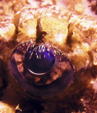 Eye of the anglerfish
 by Robert Roka 
