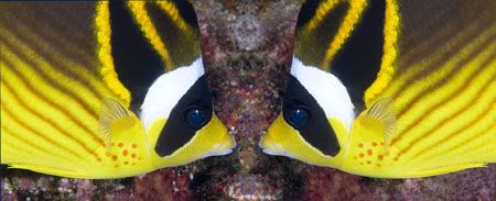 Playing in Photoshop with a Racoon Butterfly fish photo, ... by Larissa Roorda 