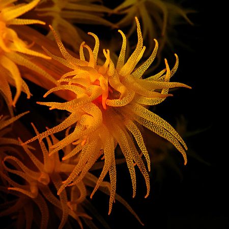 Orange cup coral at night. C5050. Cropped to square. by Mikel Cortes 
