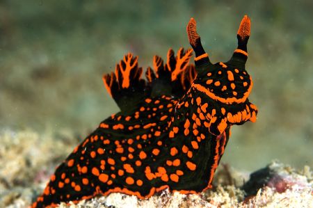 Nembrotha kubaryana. Just something about this pose that ... by Rand Mcmeins 