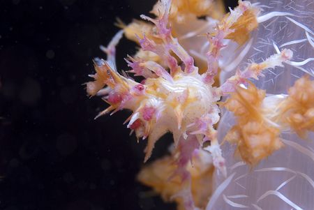 Soft coral crab. by Andy Lerner 
