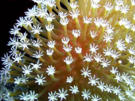 Starburst Nudibranch. by Bill Cain 