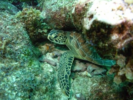 Bonaire Turtle at White Hole, Bonaire, photo taken with S... by Brett Hughes 