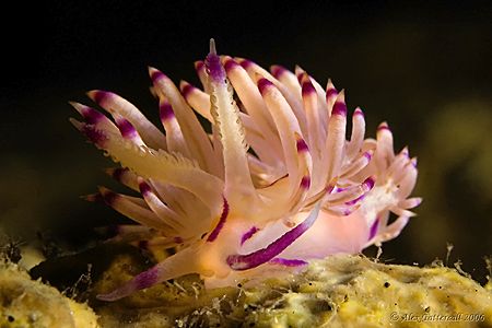 Everyone loves a nice flabellina.... by Alex Tattersall 