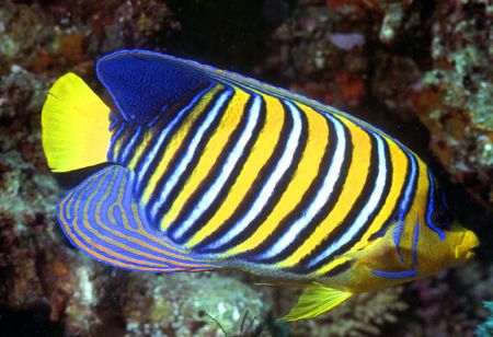 'Regal Angelfish' A good and worthy subject to 'almost' c... by Rick Tegeler 