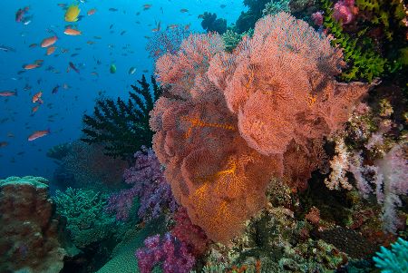 Fiji reef scene by Andy Lerner 