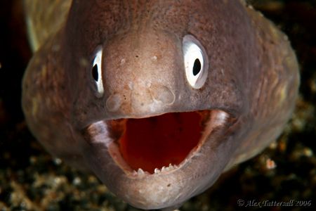 Last one of the year... this happy eel wishes all of you ... by Alex Tattersall 