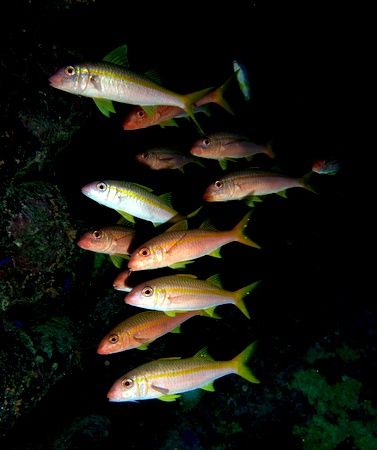 Small school of goatfish taken in a cave at Shark Observa... by Nikki Van Veelen 