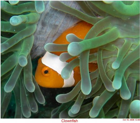 Clownfish in an Aneomne. This was taken with a Nikon Cool... by Chuck Gunn 