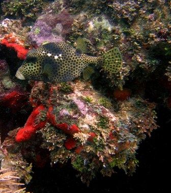 Spotted Trunk Fish taken on the island of Utila, which is... by Kaye Bosko 