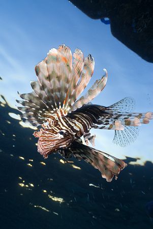 Lion fish hunting in the early morning.
Sharks bay. D200... by Derek Haslam 