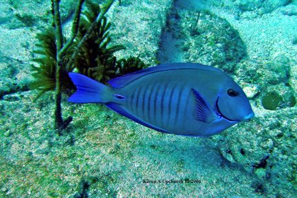 Key Largo diving new Sealife camera. by Karen Upchurch 