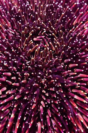 Sea urchin. Sphaerechinus granularis. E900, macro lens, D... by Mikel Cortes 