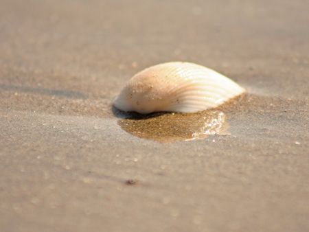 i found this seashell on the shore... i promised her that... by Renata Wojewoda 
