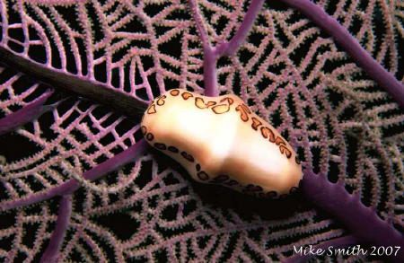Flamingo Tongue, night dive in the Bahamas. I like that y... by Mike Smith 