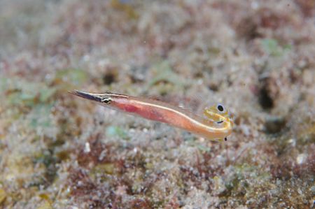 Arrow Blenny taken with Canon 20D with 100mm Macro by Terry Moore 