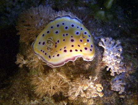 Nudibranch taken on a night dive in the southern red sea by Ian Palmer 