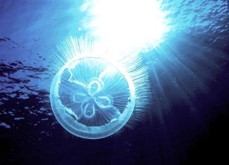 Moon jellyfish against sunlight. shot taken during safety... by Carlo Greco 