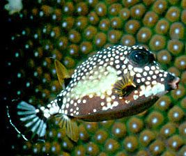 Juvenile spotted trunkfish. Curious and accommodating. Co... by Rick Tegeler 