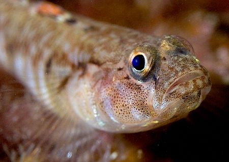 Goby.
Isle of Lewis, Hebrides.
D200, 60mm. by Mark Thomas 