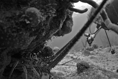 Lobster and diver. Nikon D70, 10.5 mm fisheye lens, no st... by David Heidemann 