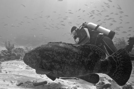 Goliath Grouper and diver. Key Largo, Forida. by David Heidemann 