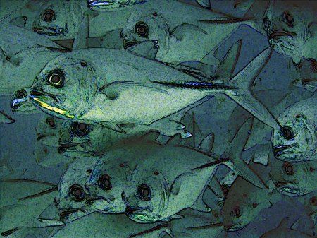 This picture of some Trevally wasn't as good as I hoped b... by Ron Shavreen 