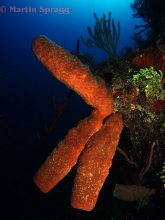 A tube sponge on the wall of The South Water Cay Marine R... by Martin Spragg 