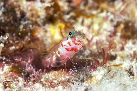 Cute Secretary Blenny by Terry Moore 