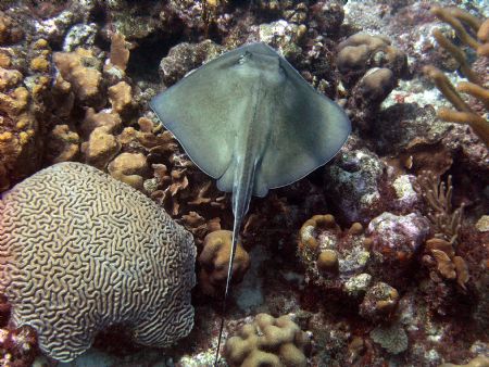 Stingray in Curacao by Tim Heenan 