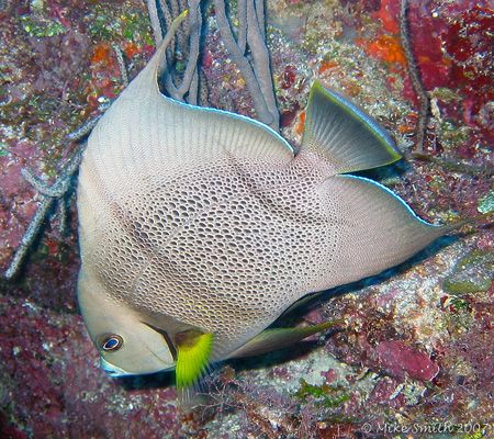 Gray Angelfish, taken with a Housed Canon S30 and interna... by Mike Smith 