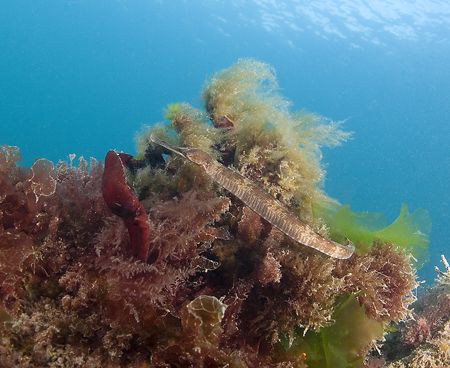 Greater pipefish. Babacombe. Devon.
S2 pro, 10.5mm. by Derek Haslam 