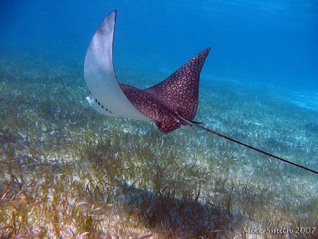 Spotted Eagle Ray, taken with a housed Canon S30 and inte... by Mike Smith 