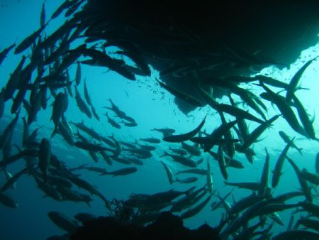 Schooling Jacks taken from inside a sea save in natural l... by Ben Nichols 