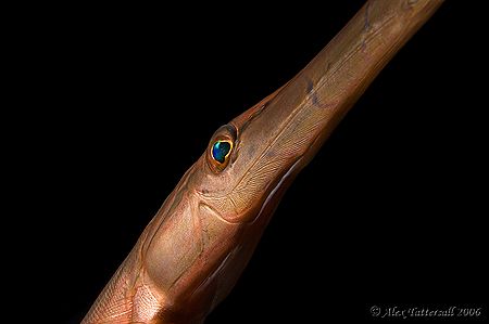 The evil eye !!! Trumpetfish !!! by Alex Tattersall 