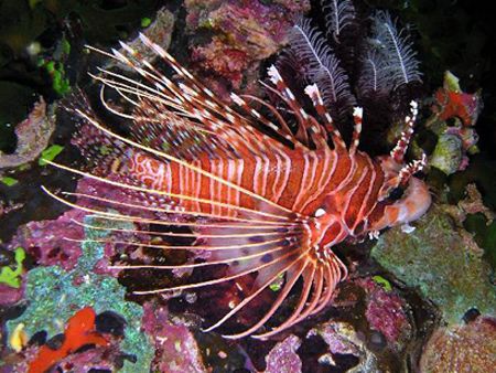 Lion fish - Was sitting under rock overhang with 2 others... by Ken Macken 