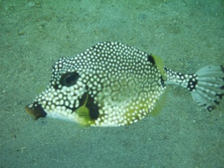 Puffer fish taken in Curacao with Canon Powershot A520 no... by Kelly N. Saunders 