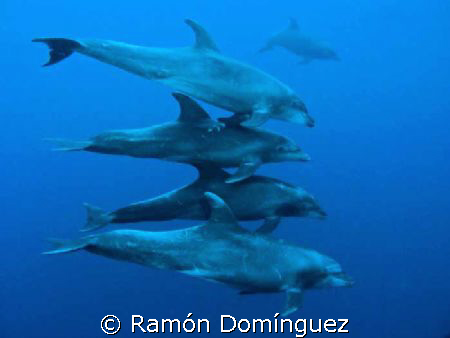 Some bottle nose dolphins to start a diving day in Socorr... by Ramón Domínguez 