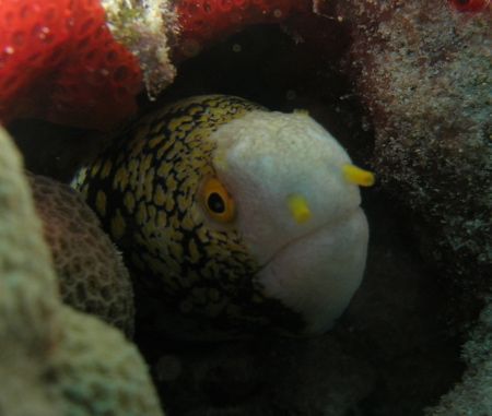 a kind of eel i haven't seen before. by Elizabeth Chase 
