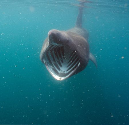 Basking shark feeding. Cornwall.
F50, 20mm. by Derek Haslam 